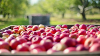 jablka apples-1004886 1280